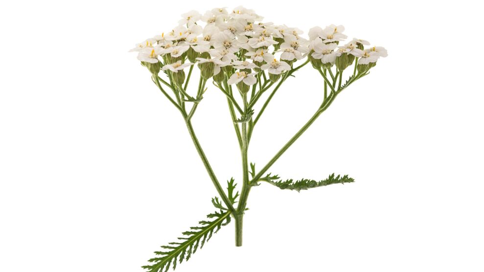 Yarrow Proctonic-en parte gisa