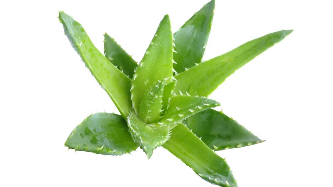 aloe kreman Proctonic